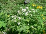 Cardamine leucantha. Цветущие растения. Хабаровск, ул. Монтажная 15, во дворе. 25.05.2013.