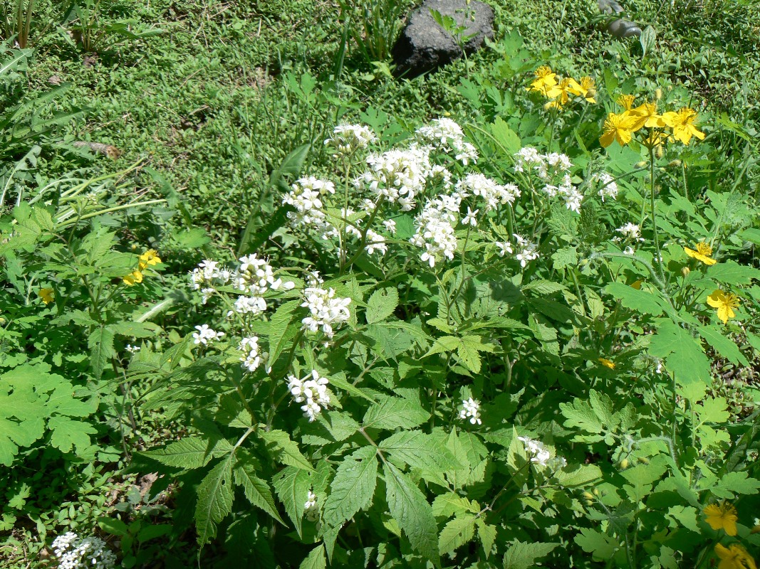 Image of Cardamine leucantha specimen.