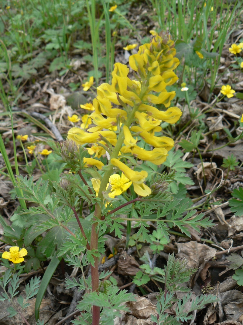 Изображение особи Corydalis speciosa.