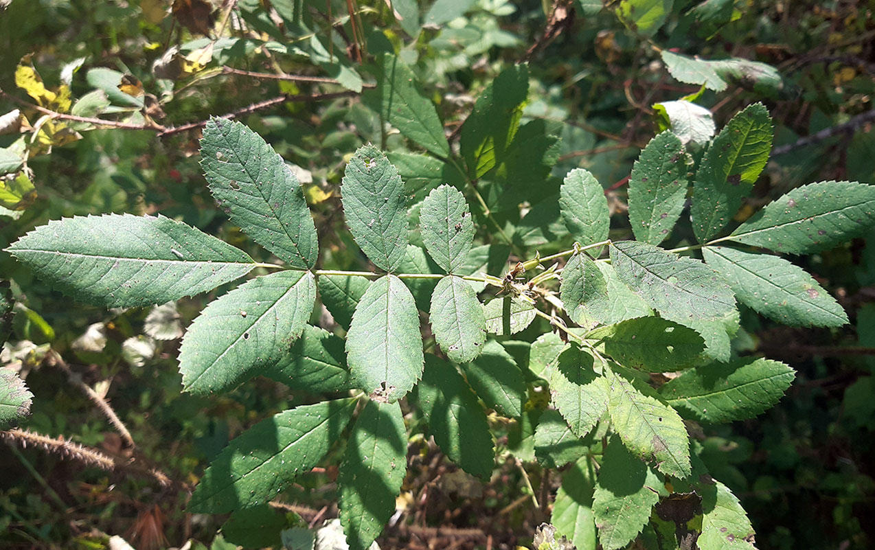 Image of genus Rosa specimen.