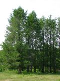 Larix cajanderi. Средневозрастные деревья в посадках. Камчатский край, Елизовский район, природный парк \"Вулканы Камчатки\", кордон Пиначевский, пойменный лес. 27.06.2009.