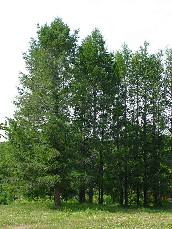 Image of Larix cajanderi specimen.