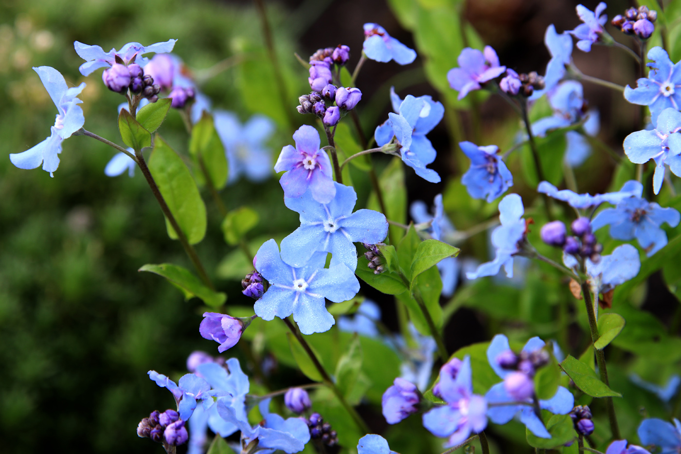 Image of Omphalodes cappadocica specimen.