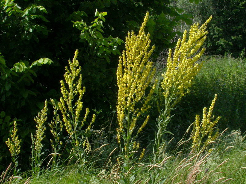 Image of Verbascum lychnitis specimen.