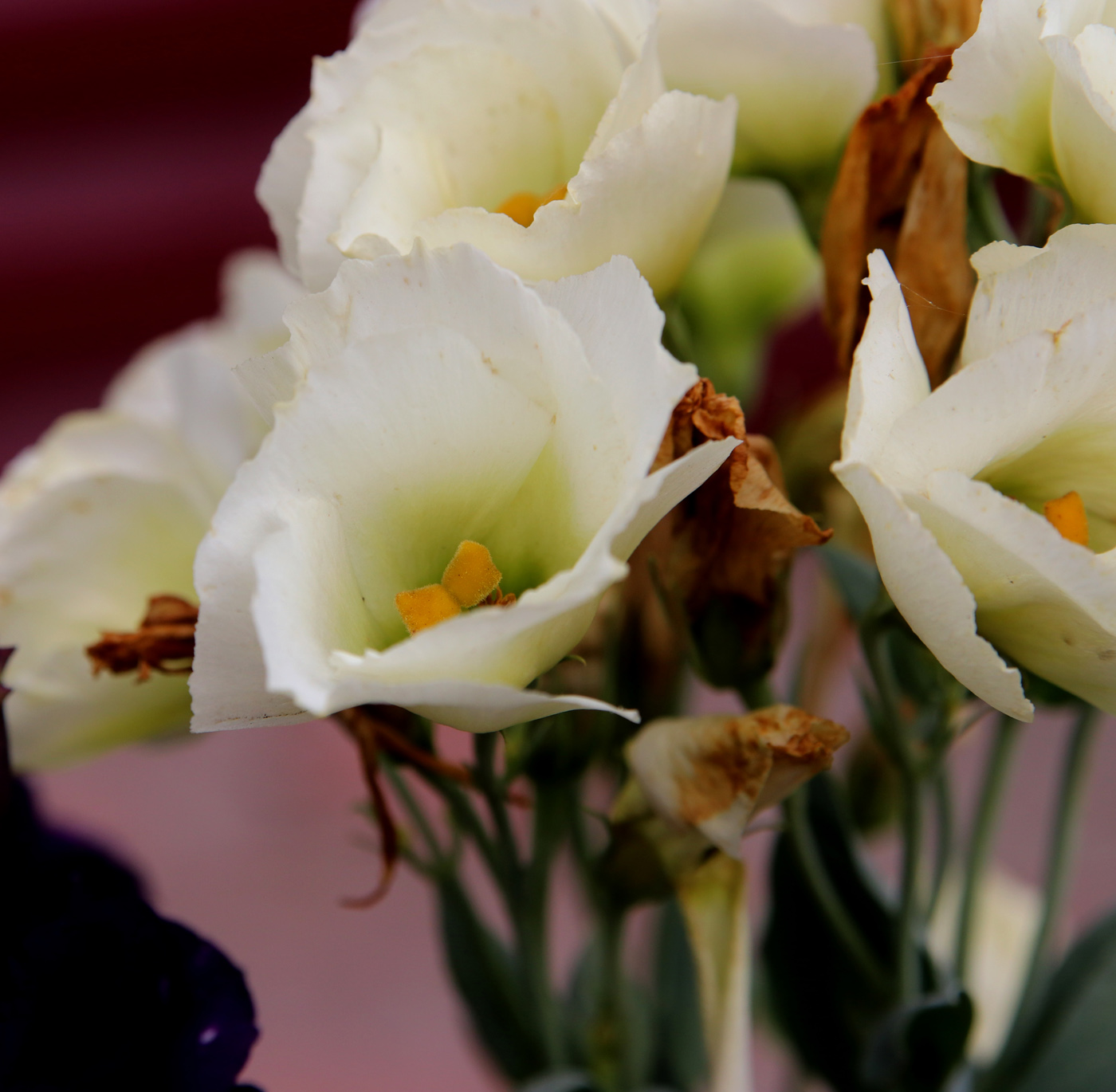 Image of Eustoma grandiflorum specimen.