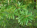 Podocarpus macrophyllus. Вегетирующие побеги. Абхазия, г. Сухум, Сухумский ботанический сад, в культуре. Июль 2021 г.