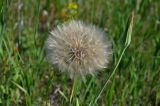 Tragopogon dubius