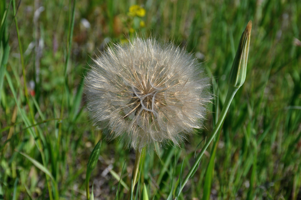 Image of Tragopogon dubius specimen.