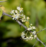 Gymnosporia buxifolia