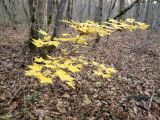 Acer cappadocicum