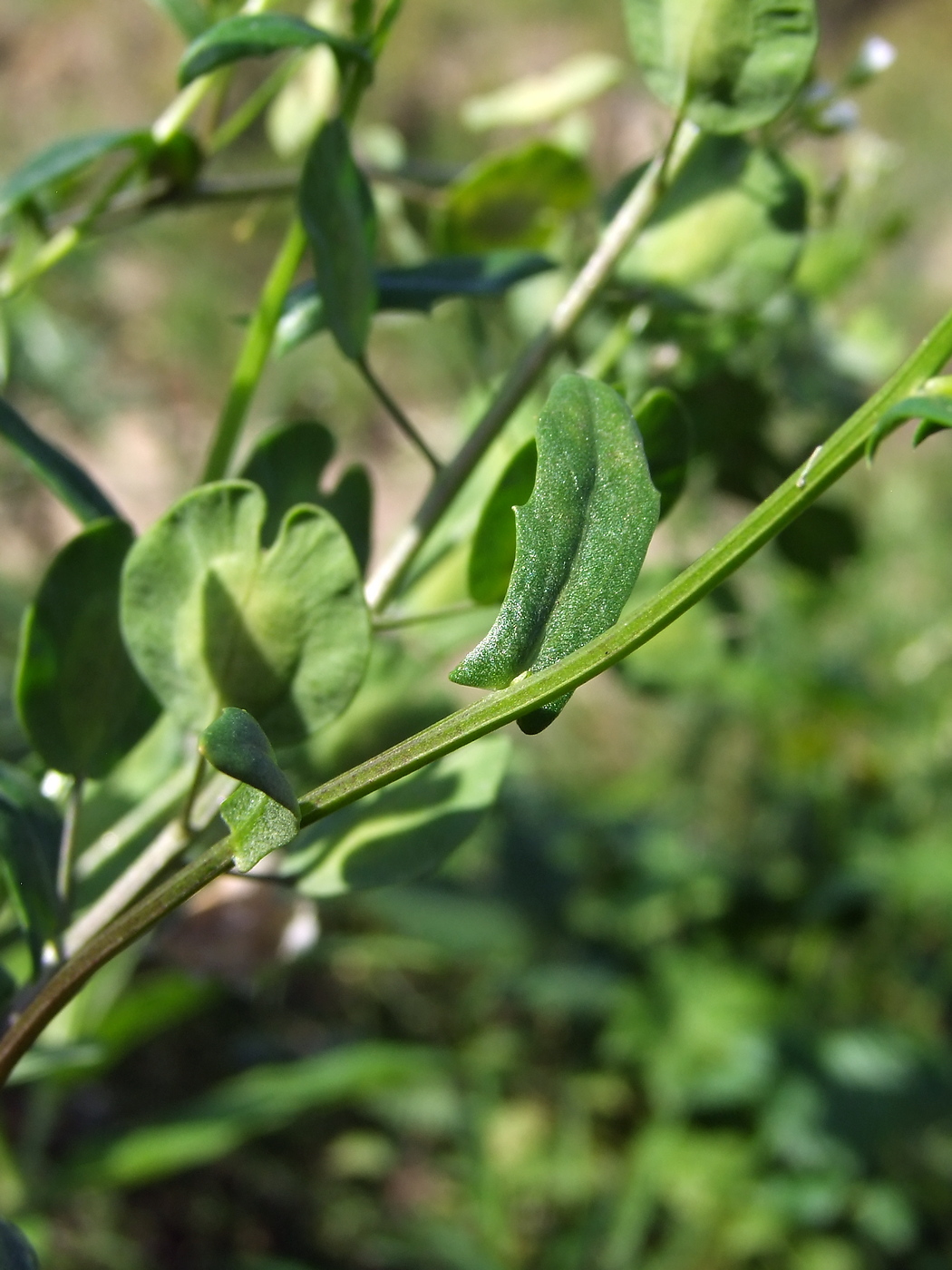 Image of Thlaspi arvense specimen.