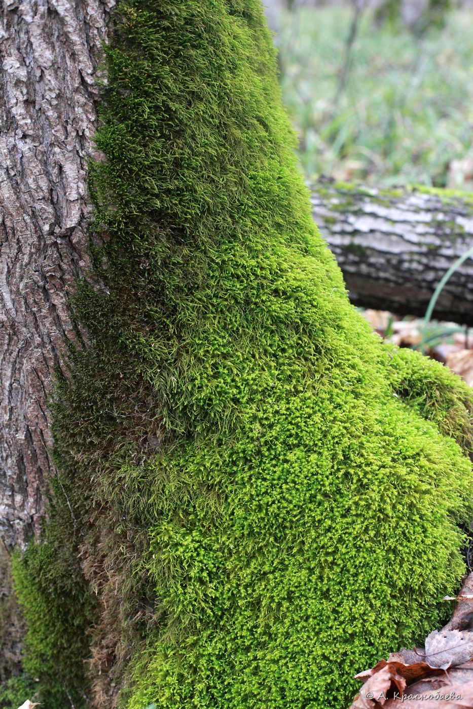 Изображение особи Anomodon viticulosus.