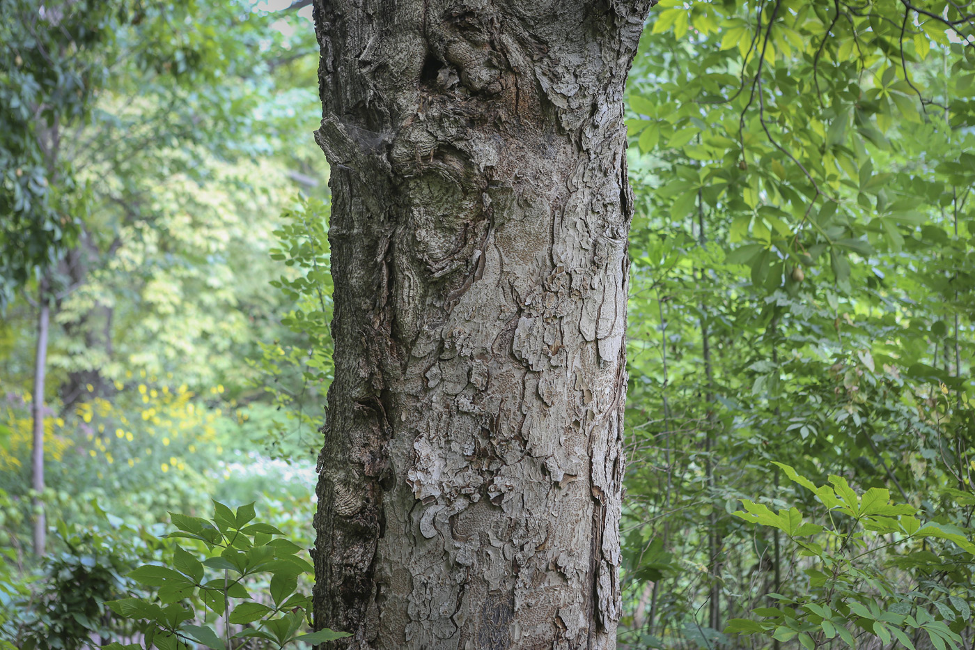 Image of Aesculus &times; hybrida specimen.