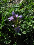 Gentianella biebersteinii