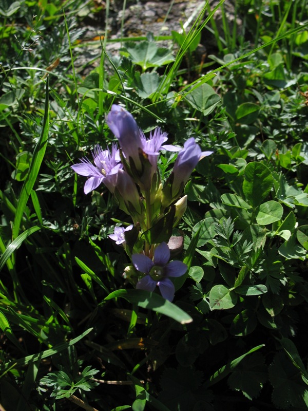 Image of Gentianella biebersteinii specimen.