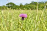 Cirsium maackii. Верхушка растения с соцветием. Приморье, Хасанский р-н, п-ов Краббе, приморский луг. 25.07.2021.