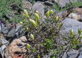 Castilleja pallida
