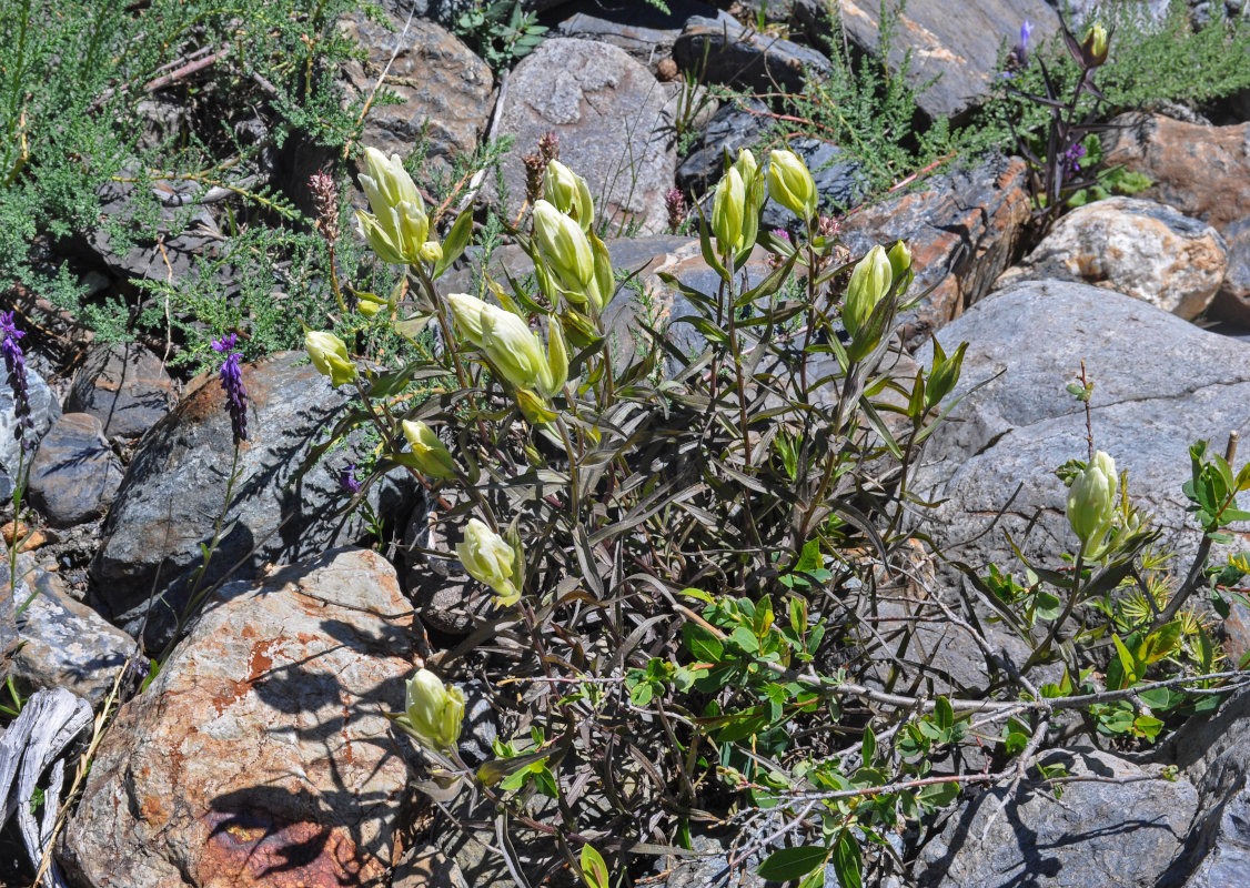 Изображение особи Castilleja pallida.