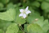 Rubus caesius