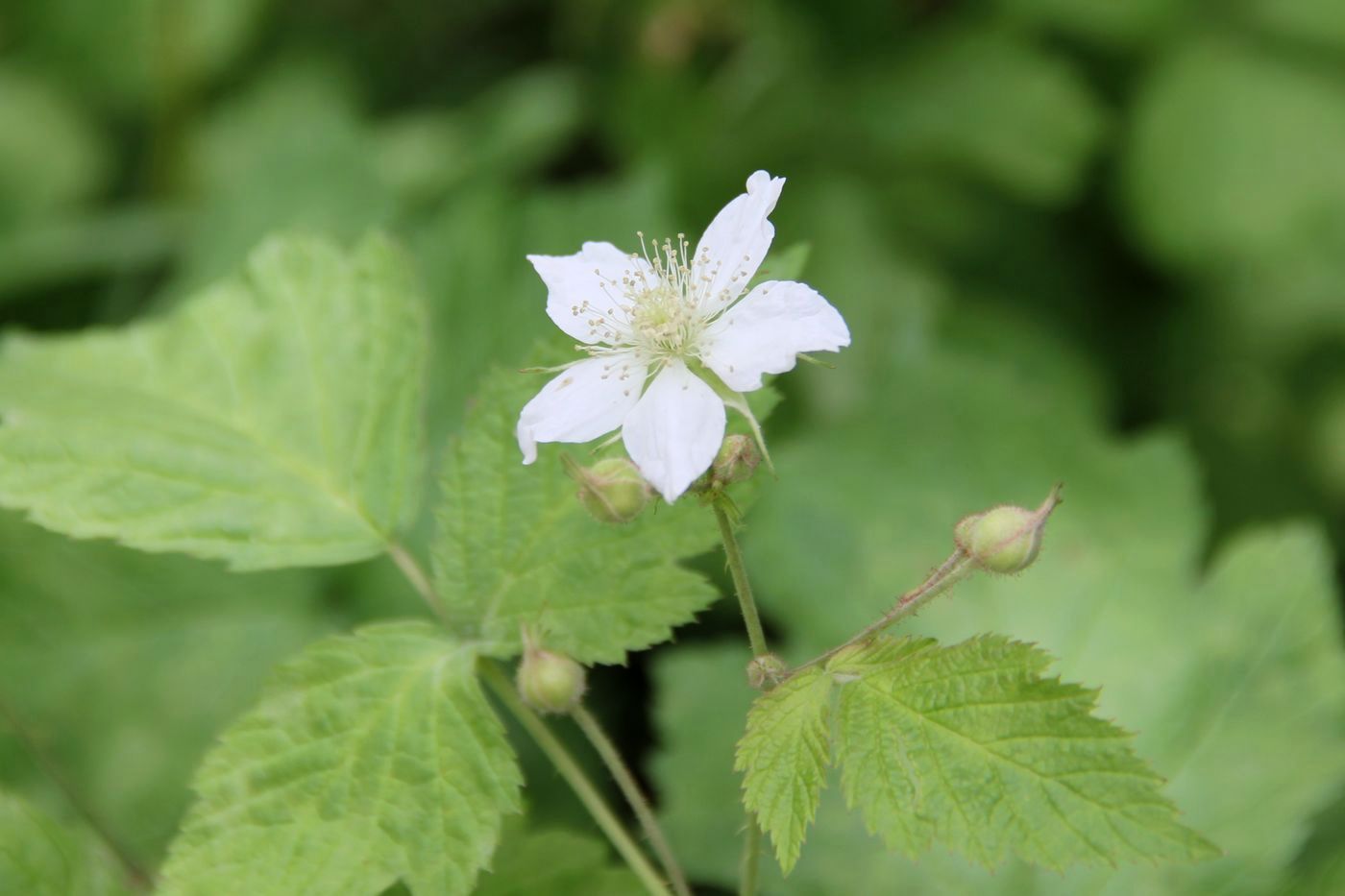 Изображение особи Rubus caesius.