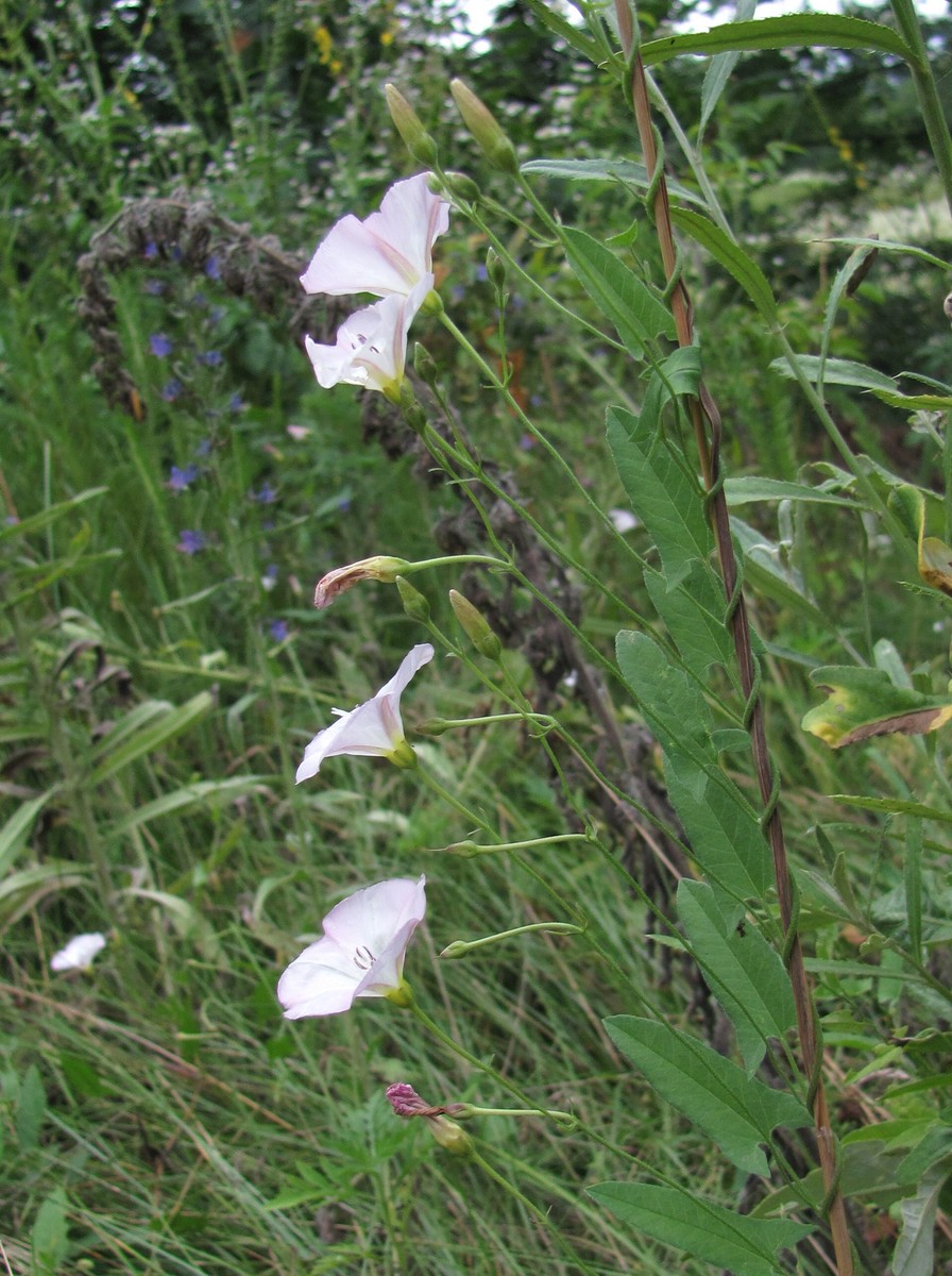 Изображение особи Convolvulus arvensis.