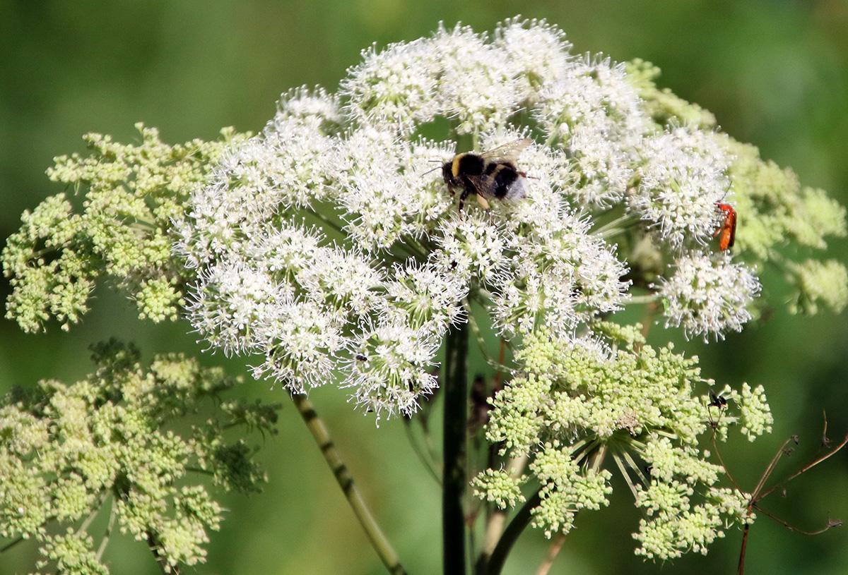 Image of Angelica sylvestris specimen.