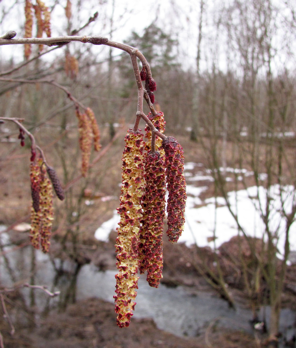 Изображение особи Alnus glutinosa.