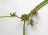 Cyperus fuscus