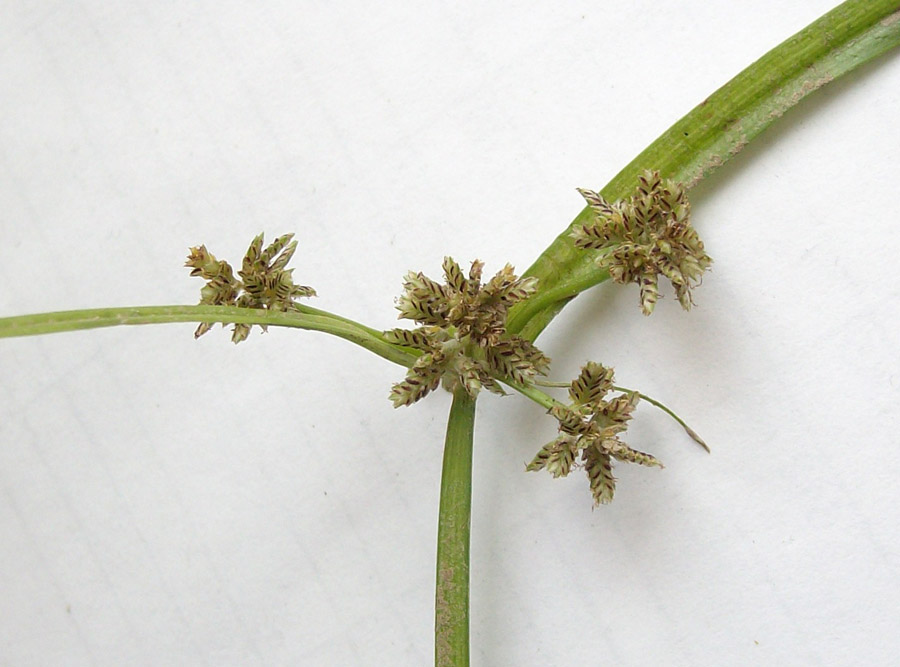 Image of Cyperus fuscus specimen.