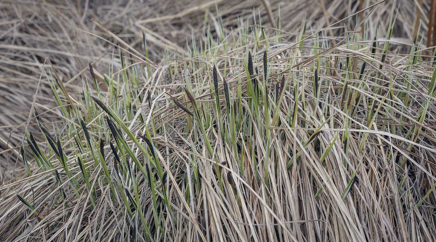 Изображение особи Carex cespitosa.