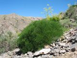 Ferula pachyphylla. Цветущее растение. Южный Казахстан, Сырдарьинский Каратау, Юго-Восточный Каратау, горы Улькен-Актау, каньон р. Шабакты, каменная осыпь. 22 мая 2021 г.