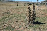семейство Asteraceae. Засохшее плодоносящее(?) растение. Эфиопия, провинция Бале, аураджа Фасиль, национальный парк \"Горы Бале\", плато Санети, высота 4100 м н.у.м. 28.12.2014.