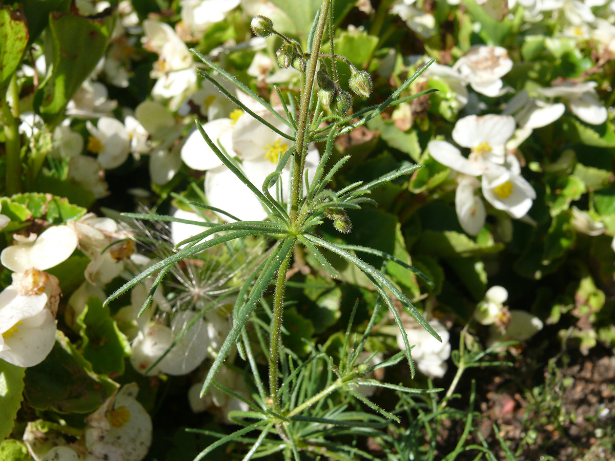 Image of Spergula arvensis specimen.