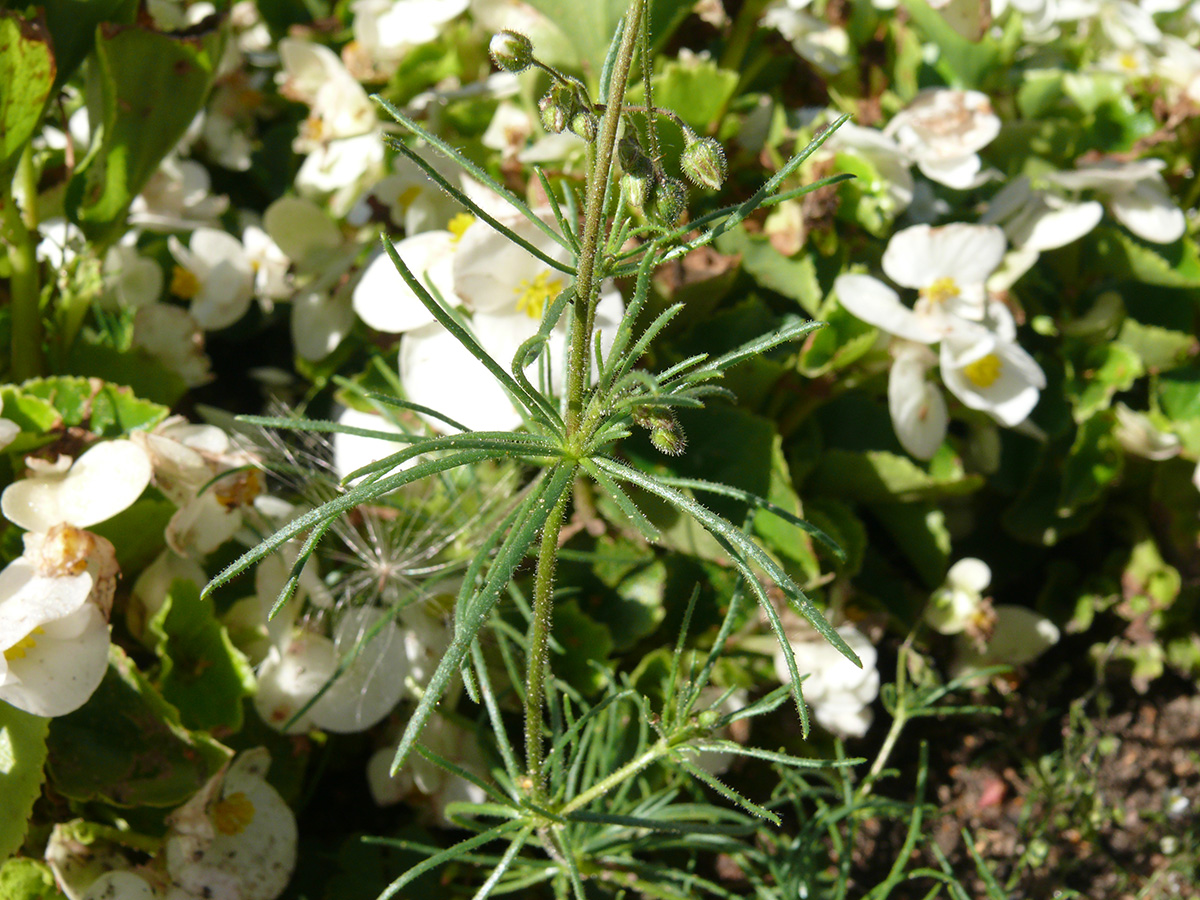 Изображение особи Spergula arvensis.