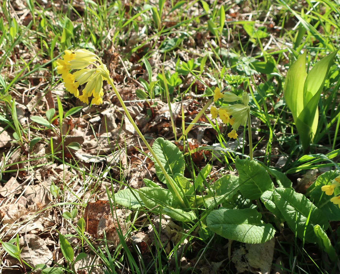 Image of Primula veris specimen.