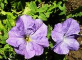 Petunia &times; hybrida