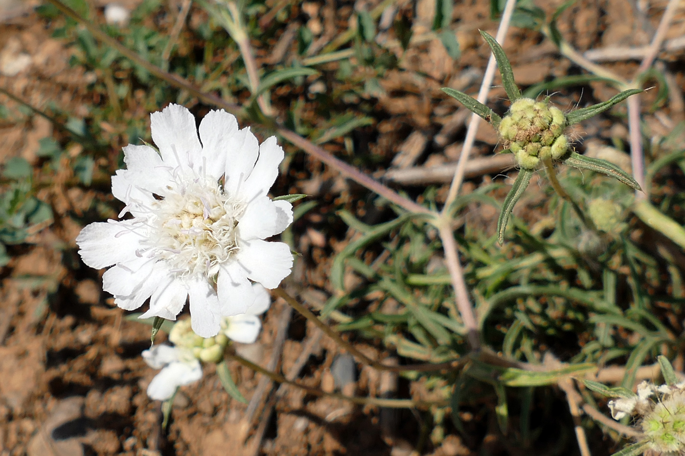 Image of Lomelosia argentea specimen.