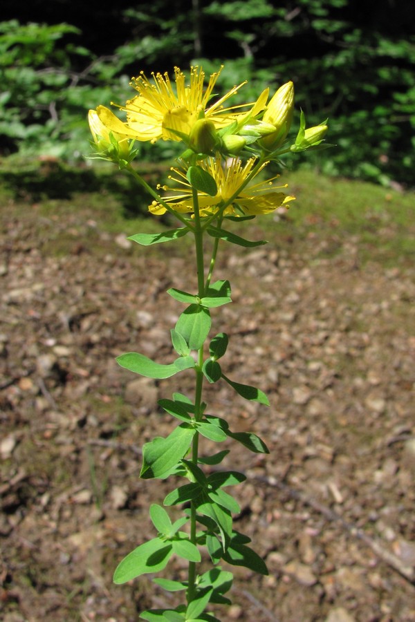 Изображение особи Hypericum perforatum.