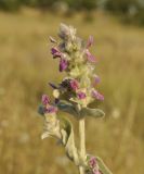 Stachys cretica. Верхушка цветущего растения. Крым, Симферопольский р-н, окр. с. Урожайное, р-н дачного посёлка, нарушенная степь. 31.07.2022.