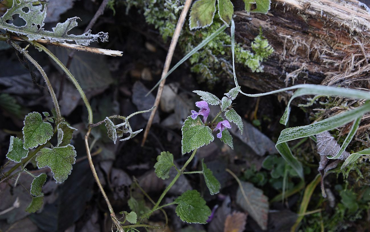 Image of Lamium maculatum specimen.