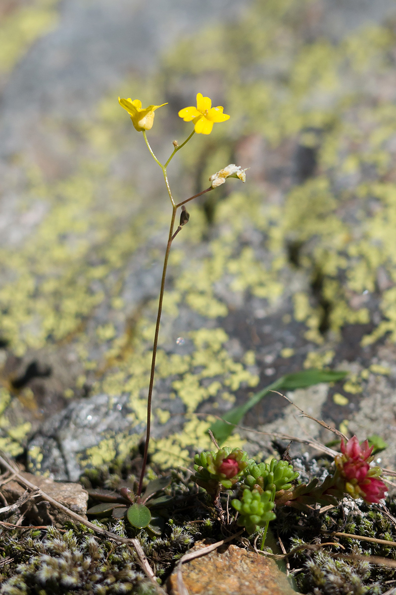 Изображение особи Draba hispida.