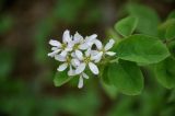 Amelanchier spicata