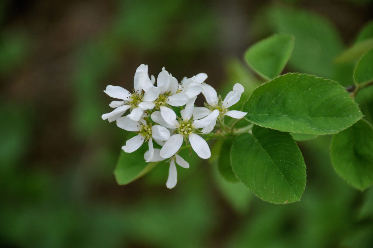 Изображение особи Amelanchier spicata.