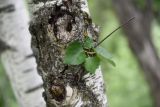 genus Betula. Часть ствола с листьями из проснувшейся почки и следами отмерших ветвей. Республика Ингушетия, Джейрахский р-н, окр. Озиг, правый берег р. Тетрицкали, выс. 1300 м н.у.м. 22 июня 2022 г.