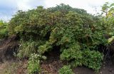 Sorbus sambucifolia. Плодоносящие растения в сообществе с Reynoutria sachalinensis, Sanguisorba и Artemisia. Курильские о-ва, о-в Кунашир, берег оз. Лагунное, обрывистый участок лугового склона. 18.08.2022.