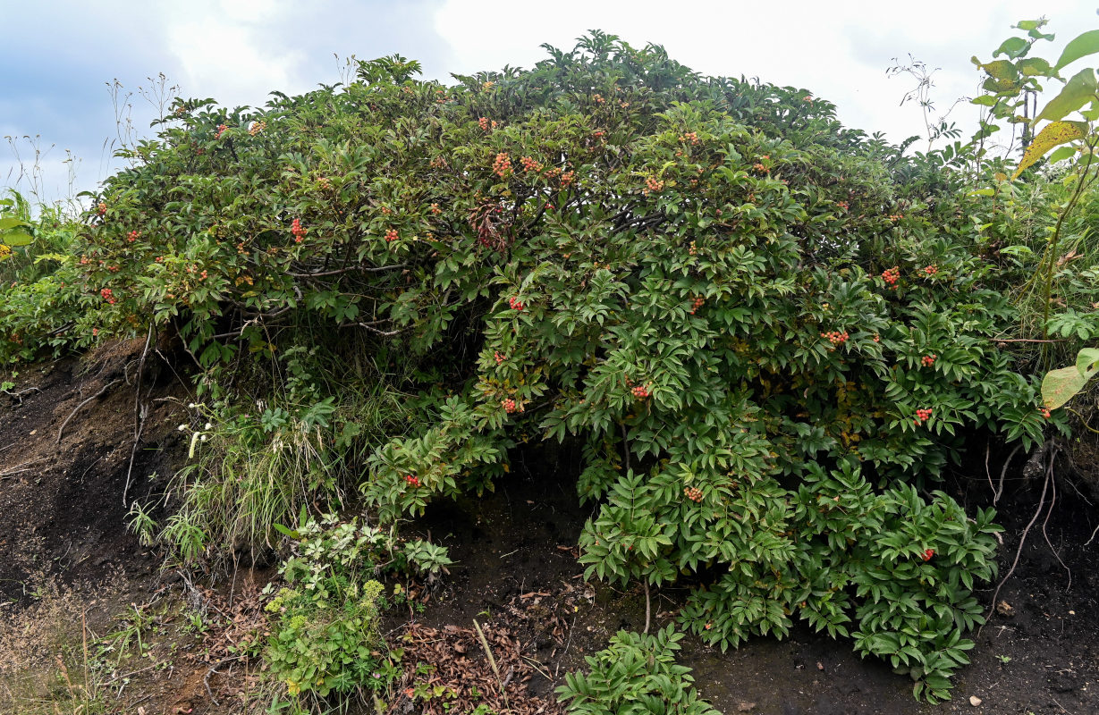 Изображение особи Sorbus sambucifolia.