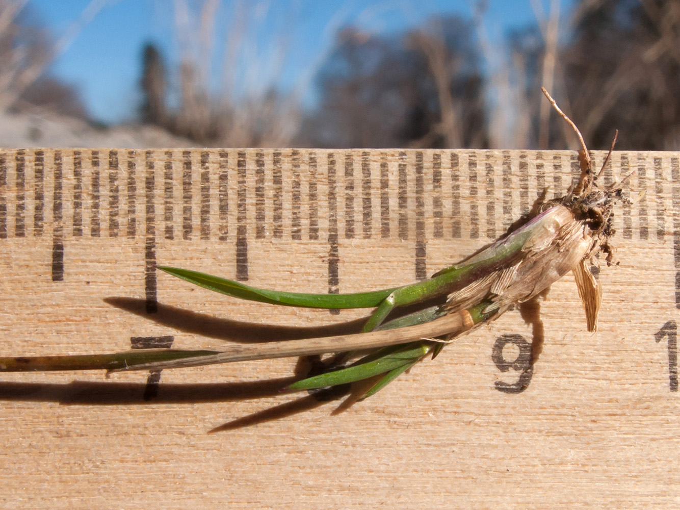 Image of familia Poaceae specimen.