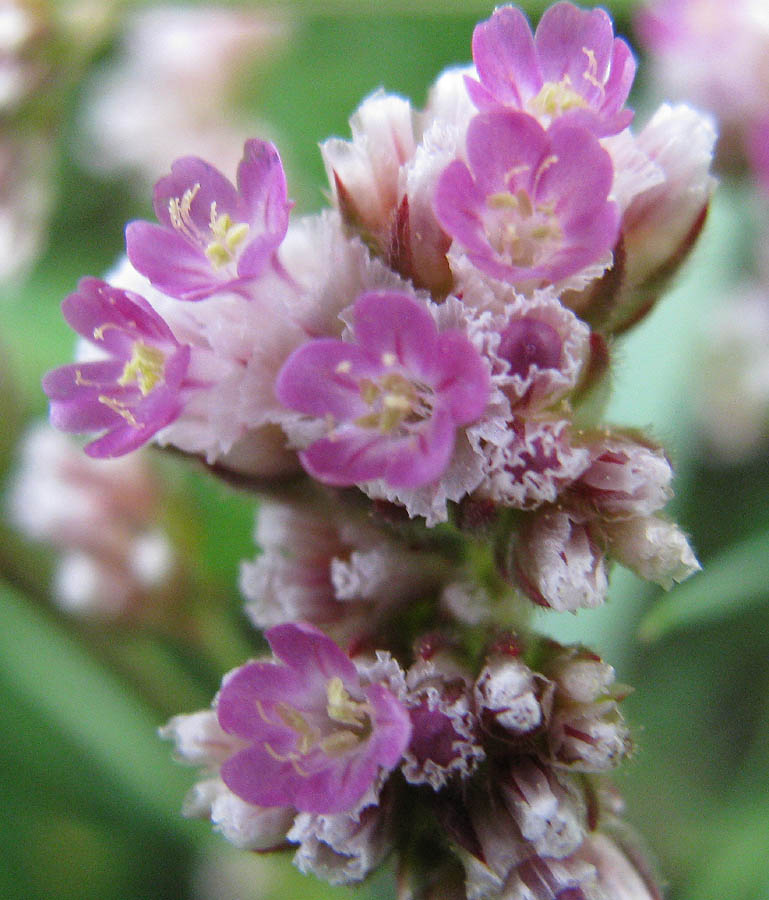 Image of Limonium flexuosum specimen.