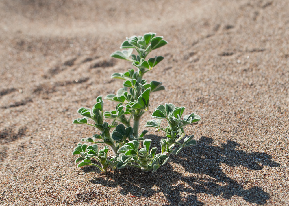 Image of Medicago marina specimen.