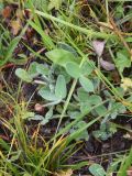 Trifolium canescens